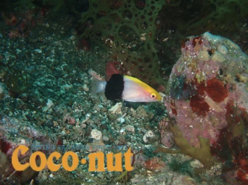 キツネベラの幼魚