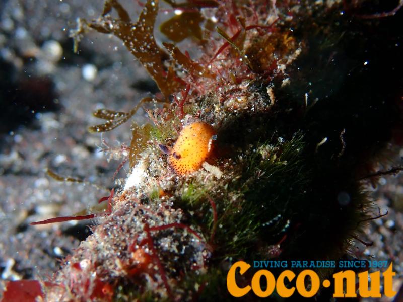 ゴマフビロードウミウシ