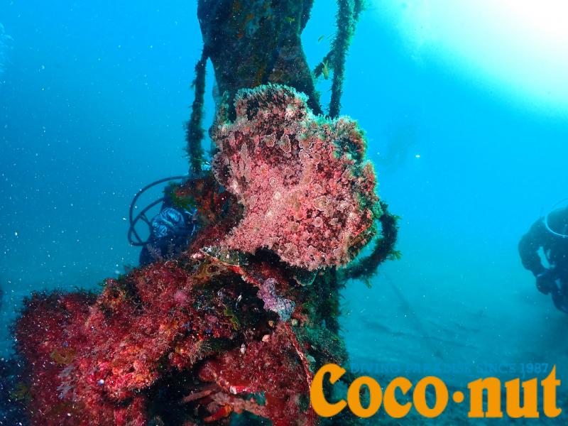 オオモンカエルアンコウ