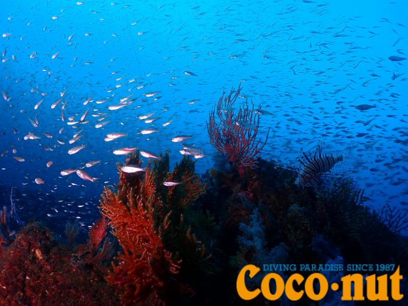 クロホシイシモチ