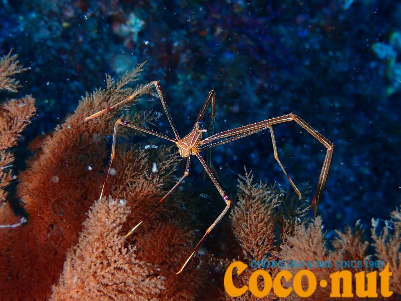 オルトマンワラエビ