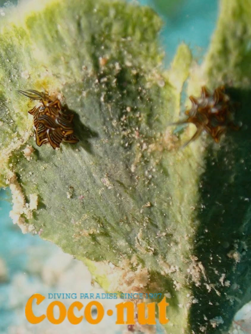 三匹いたようです。