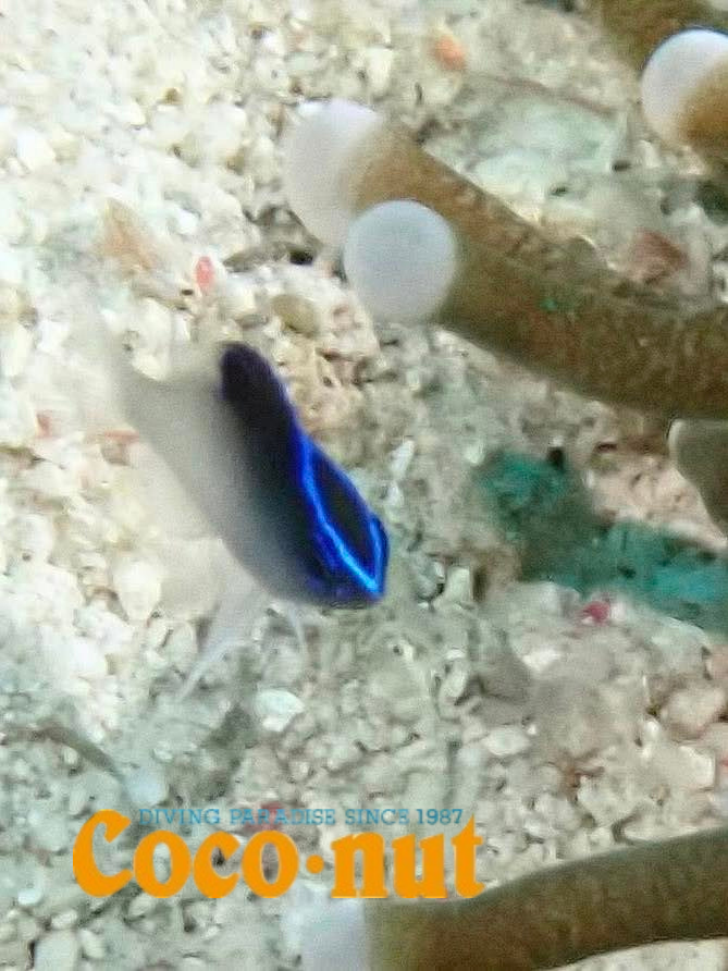 固有種のスズメダイ