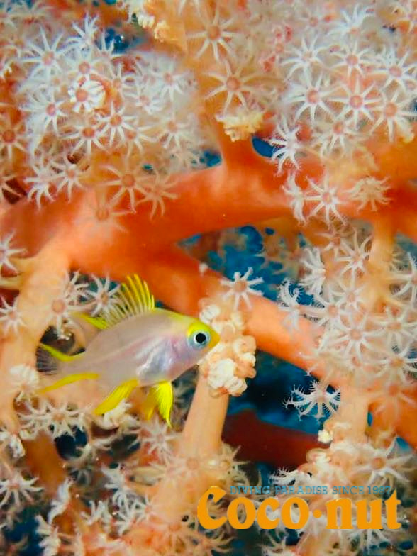ヤマブキスズメダイの幼魚