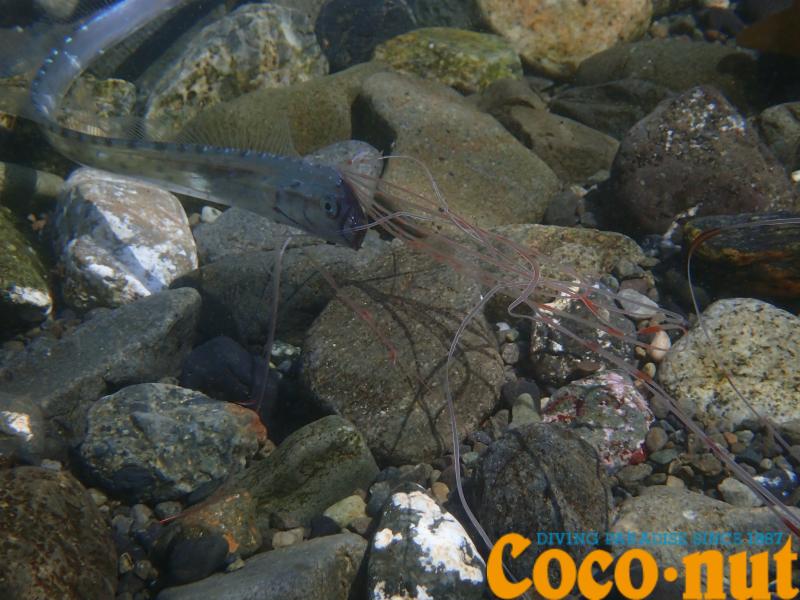 リュウグウノツカイ