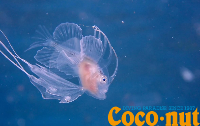 キアンコウ幼魚