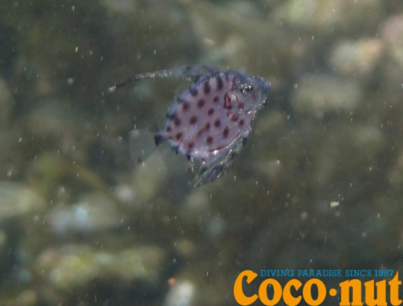 カガミダイ幼魚