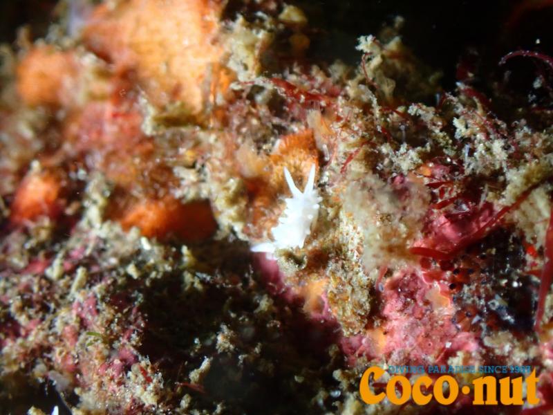 シロイバラウミウシ