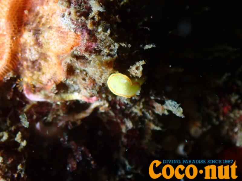 ミツイラメリウミウシ