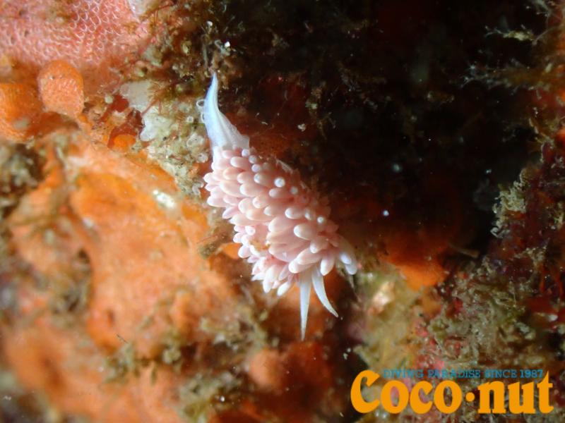 ガーベラミノウミウシ