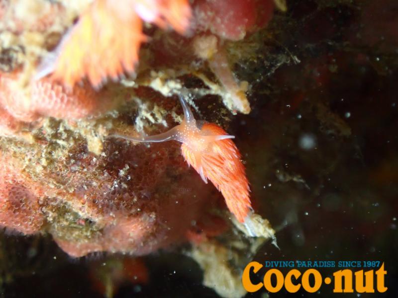 アカエラミノウミウシ