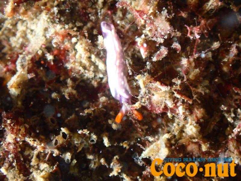 スイートジェリーミドリガイ