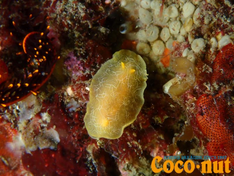 ダイダイウミウシ