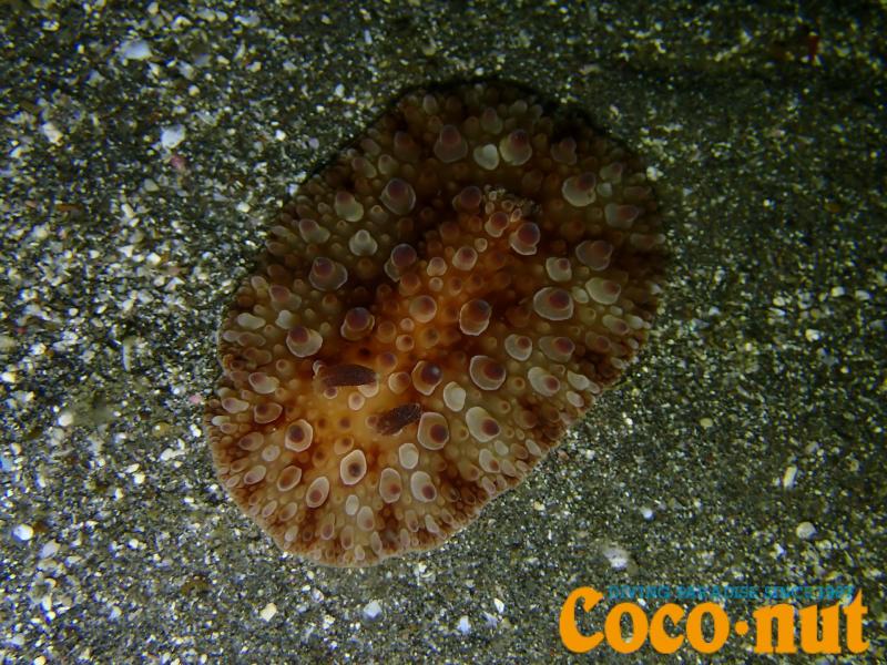 マンリョウウミウシ