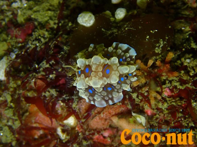 ミヤコウミウシ