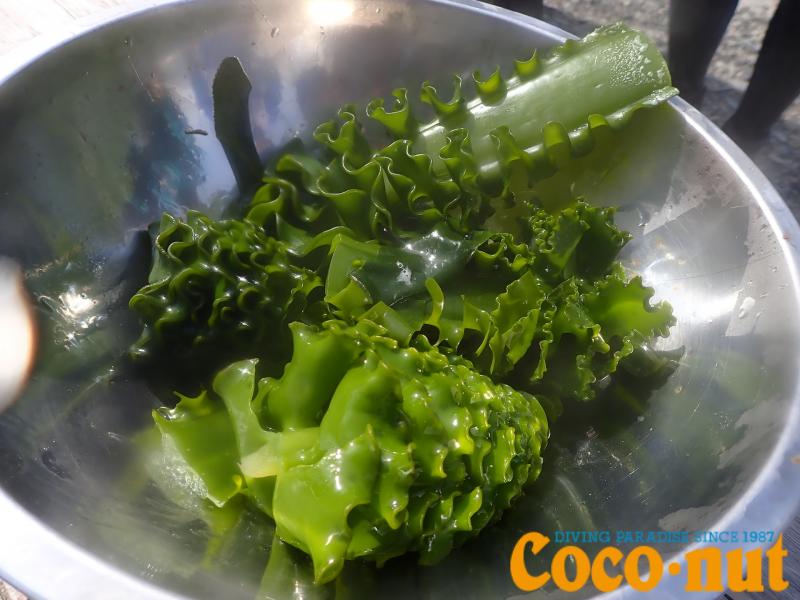 採れたてワカメ