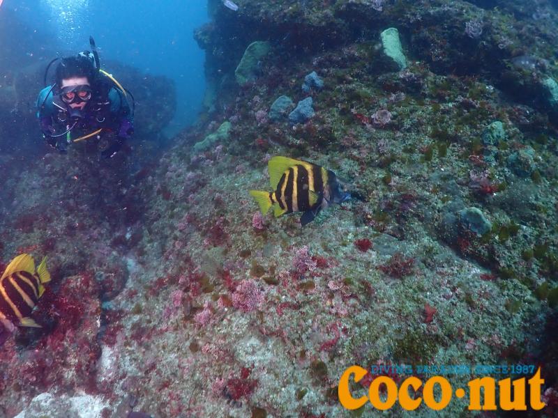 テングダイとダイバー