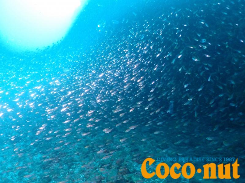 クロホシイシモチ（幼魚）