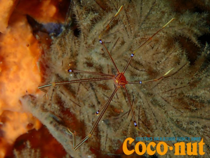 オルトマンワラエビ