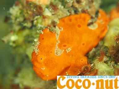 カエルアンコウ