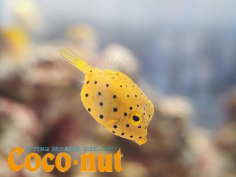 水族館のミナミハコフグ