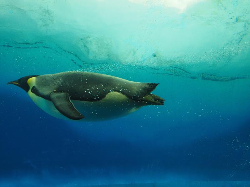 コウテイペンギン