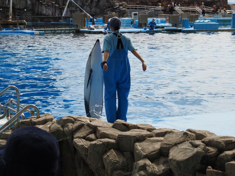 イルカのトレーニング