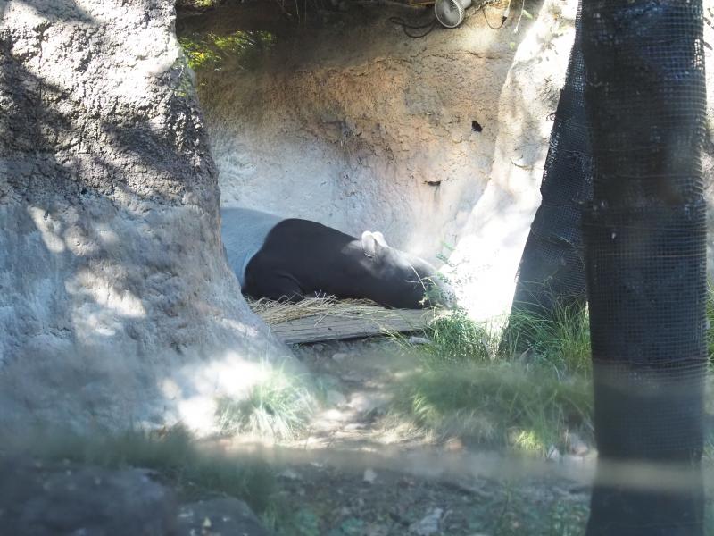 爆睡のマレーバク！！