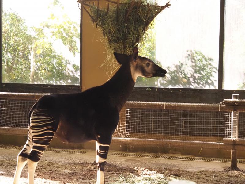 ズーラシアといえばこの子！