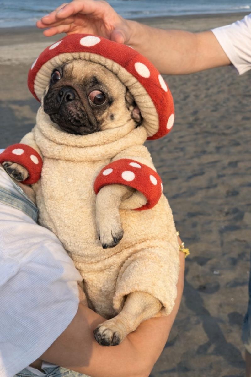 キノコの着ぐるみ