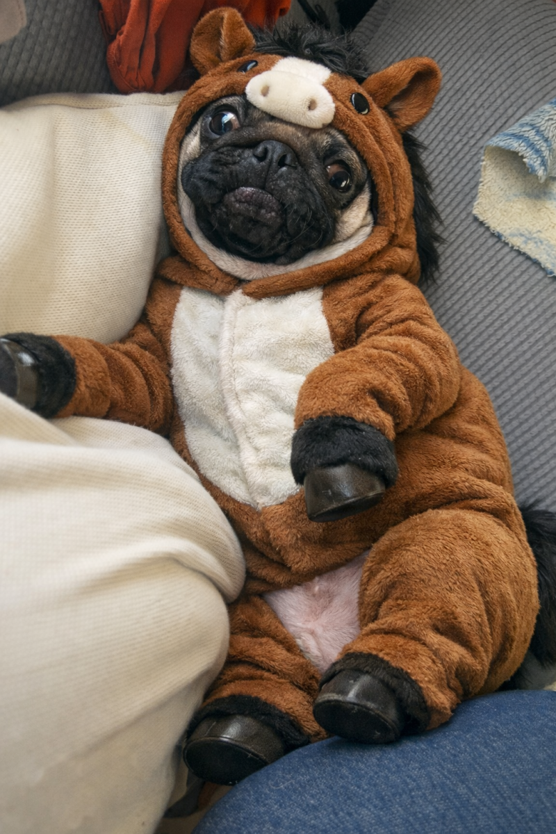 今年は午年〜！