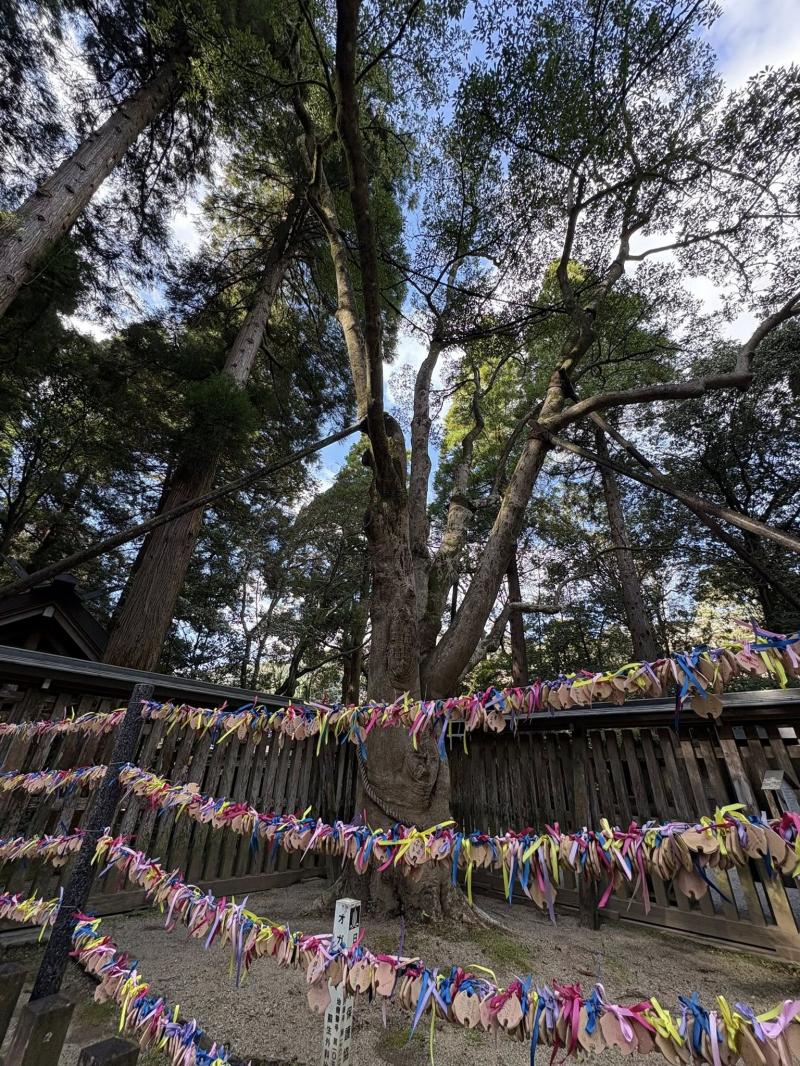 天岩戸神社　天鈿女（あめのうずめ）の木