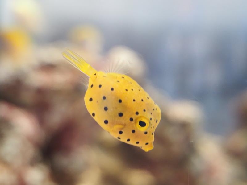 ミナミハコフグの幼魚