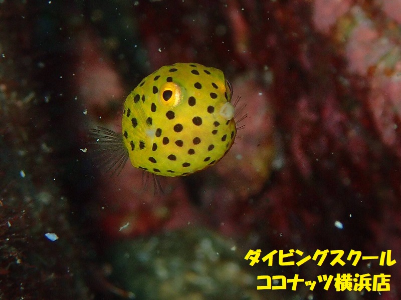 ななみんの水中紹介 幼魚編 横浜店ブログ ななみんの水中紹介 幼魚編 横浜店ブログ