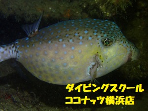 ななみんの水中紹介 成魚編 神奈川ココナッツ横浜店ブログ