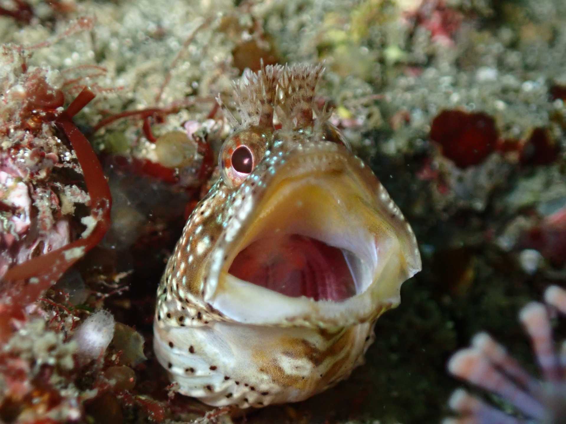 魚の見分け方