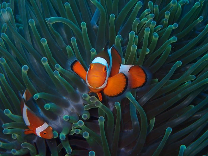 海の危険な生物