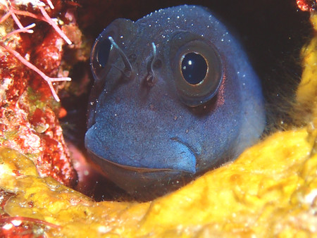 魚の見分け方 SP