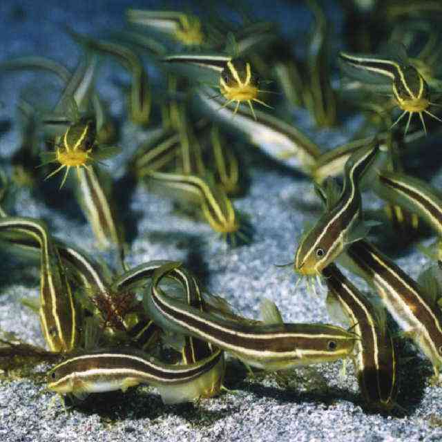 海の危険な生物について